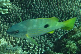 Lutjanus fulviflamma - Schwarzflecken-Schnapper